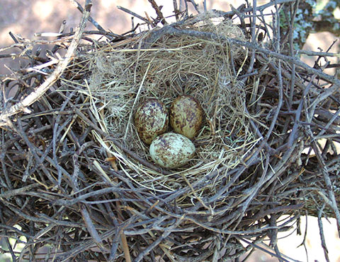 Hadeda Ibis nest